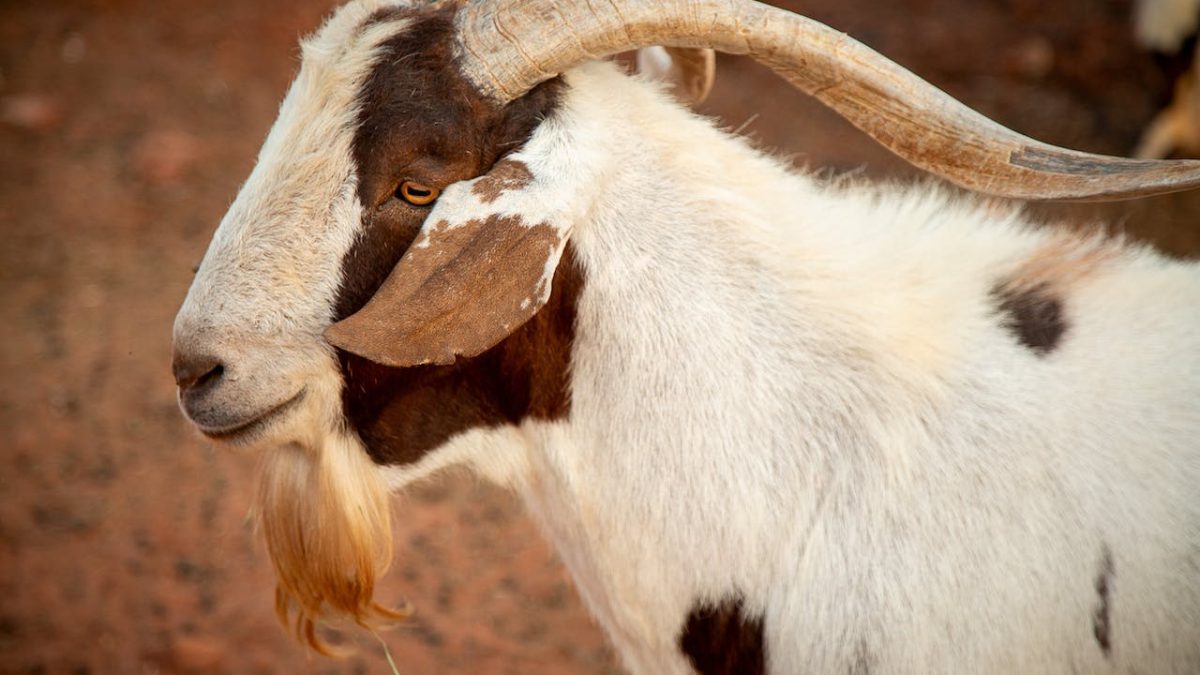 7 Manfaat Susu Kambing Etawa Untuk Lansia